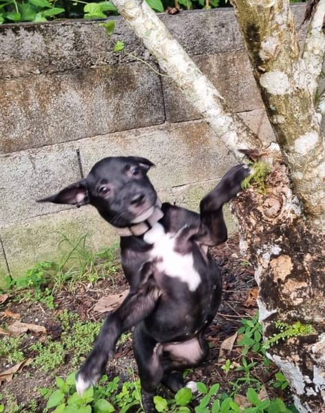 Isis, femelle croisée berger, née le 06/11/2025 🤍