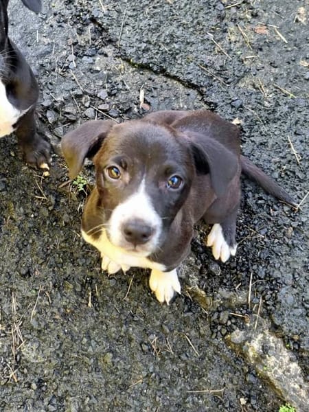 Malak, femelle croisée berger, née le 06/11/2025 🤍