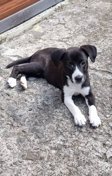 Malak, femelle croisée berger, née le 06/11/2025 🤍