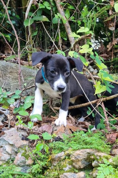 Malak, femelle croisée berger, née le 06/11/2025 🤍