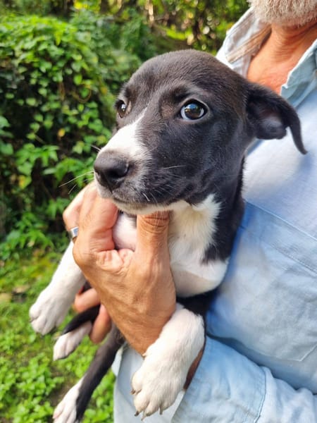 Malak, femelle croisée berger, née le 06/11/2025 🤍