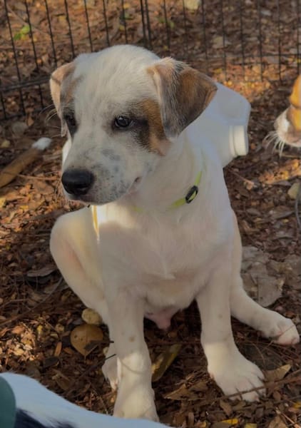 Radki, mâle croisé berger, né le 01/11/2025 🤍