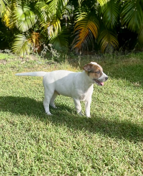 Roach, mâle X berger, né le 01/11/2025 🤍