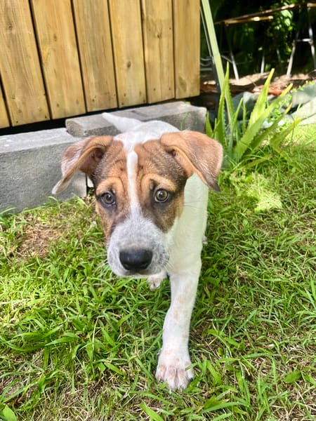 Roach, mâle X berger, né le 01/11/2025 🤍