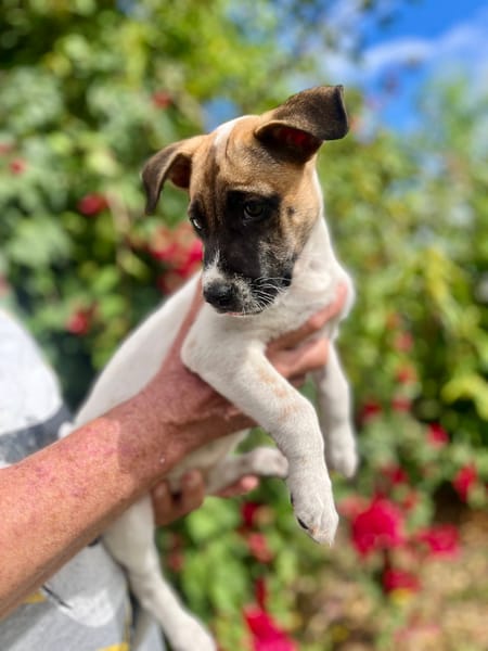 Sienna, femelle berger, née le 27/10/2025 🤍