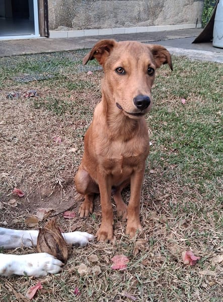 Ynook, mâle X croisé berger né le 06/09/2025