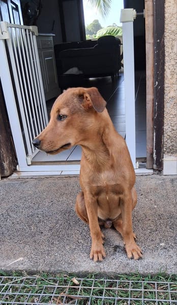 Ynook, mâle X croisé berger né le 06/09/2025