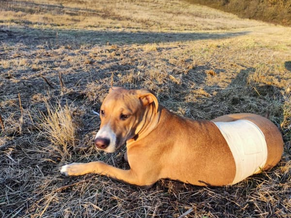 Aéla, femelle croisée berger, née le 15/06/2025 🐶