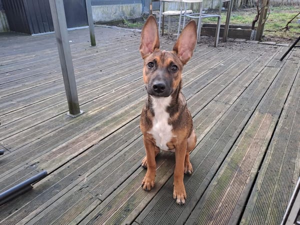 TANINA la malicieuse