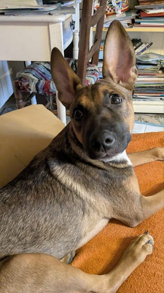 TANINA la malicieuse