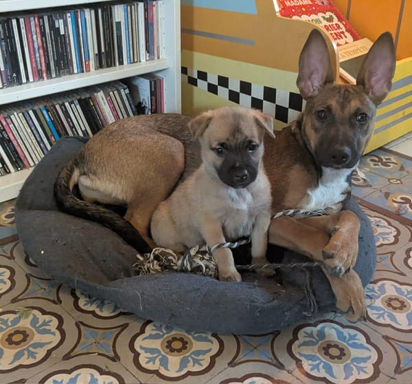 TANINA la malicieuse