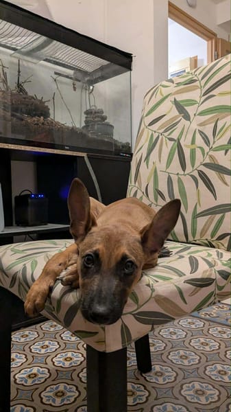 TANINA la malicieuse