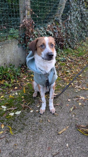 Amore, mâle X berger né le 03/05/2025