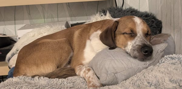 Amore, mâle X berger né le 03/05/2025