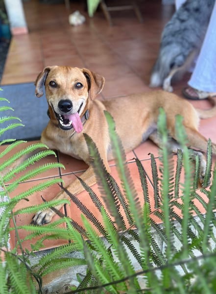 Bonny, femelle X berger, née le 28/11/2024