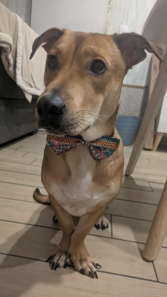 Bosko, mâle X berger né le 10/12/2024