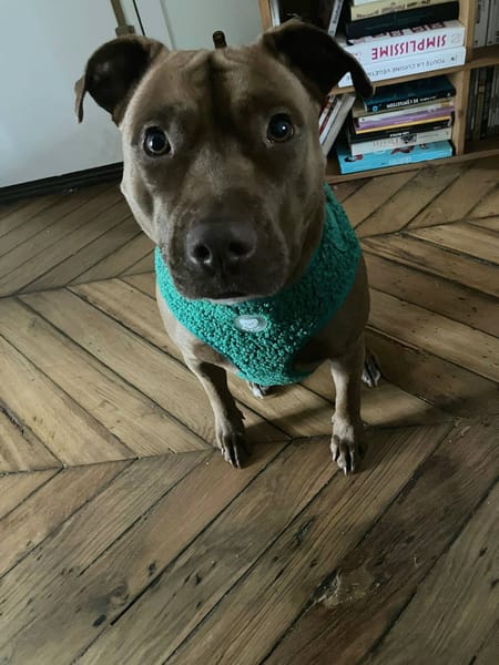 Brooklyn, femelle, Berger X Staffordshire Terrier (Décatégorisée par diagnose), née le 20/04/2022