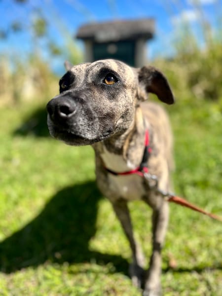 Donna, femelle, croisée berger, née le 10/09/2023