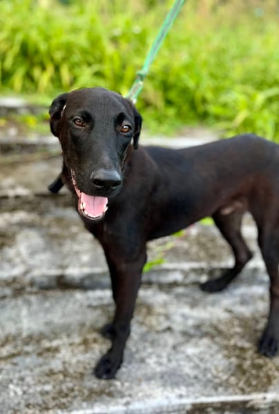 Dusty, mâle croisé berger, né le 15/06/2025 🐶