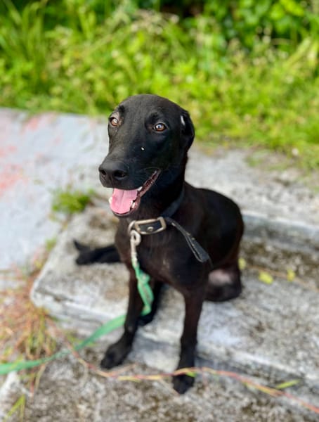 Dusty, mâle croisé berger, né le 15/06/2025 🐶