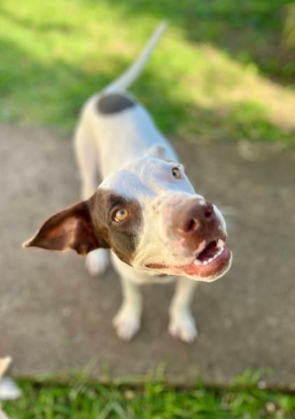 Neo, mâle croisé berger, né le 01/01/2025 🐶