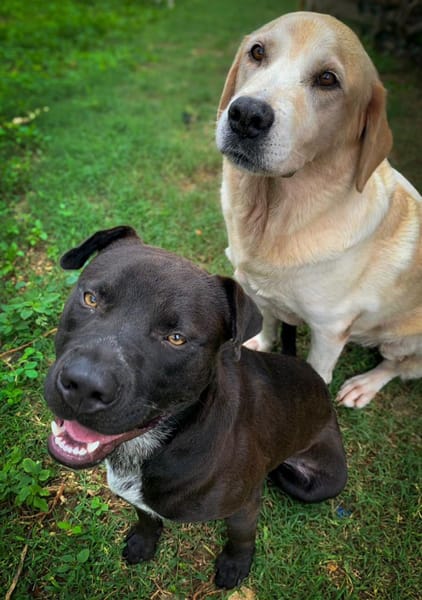 Nounours, mâle croisé Cane Corso, né le 15/05/2025 🐶