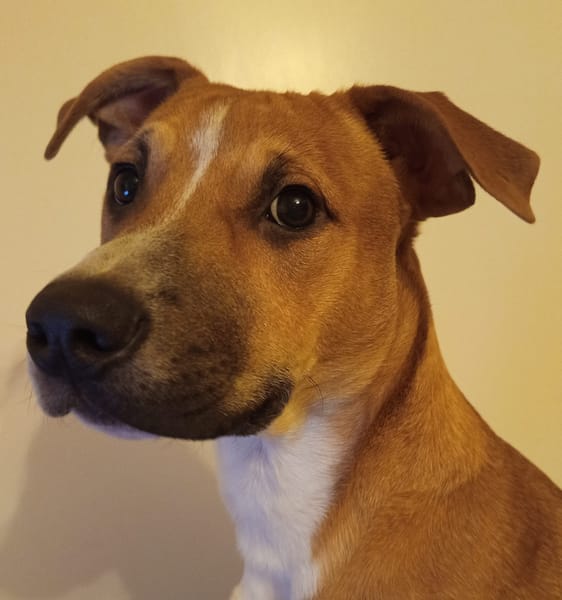 🐶Spooky, mâle croisé berger, né le 15/06/2025