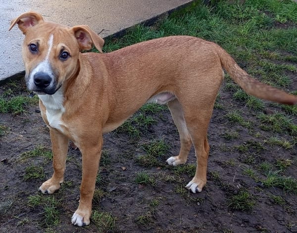 🐶Spooky, mâle croisé berger, né le 15/06/2025