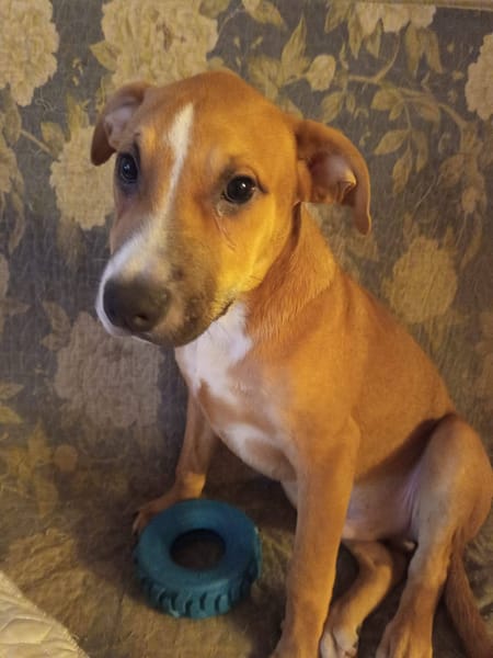 🐶Spooky, mâle croisé berger, né le 15/06/2025