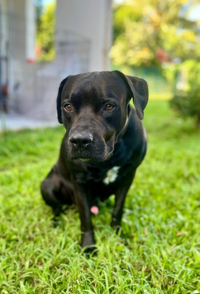 Tito, mâle croisé berger, né le 10/02/2022 🐶