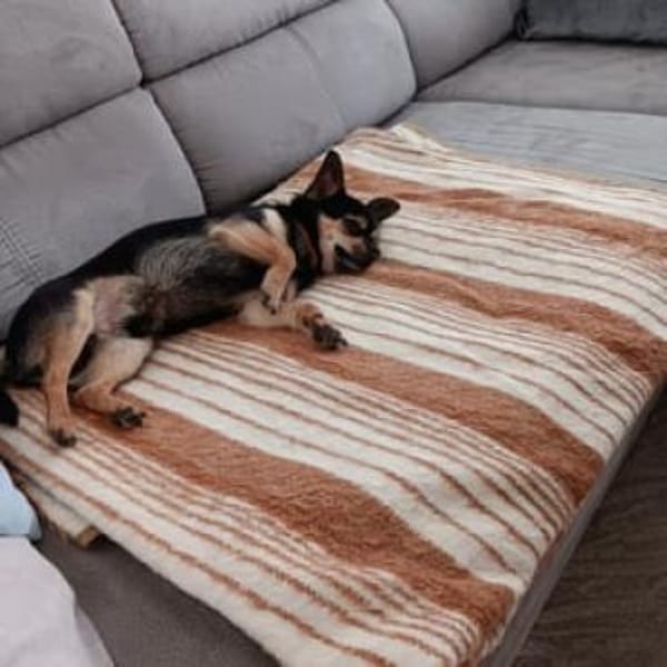 Bruno - kleiner Prinz sucht neue Couch