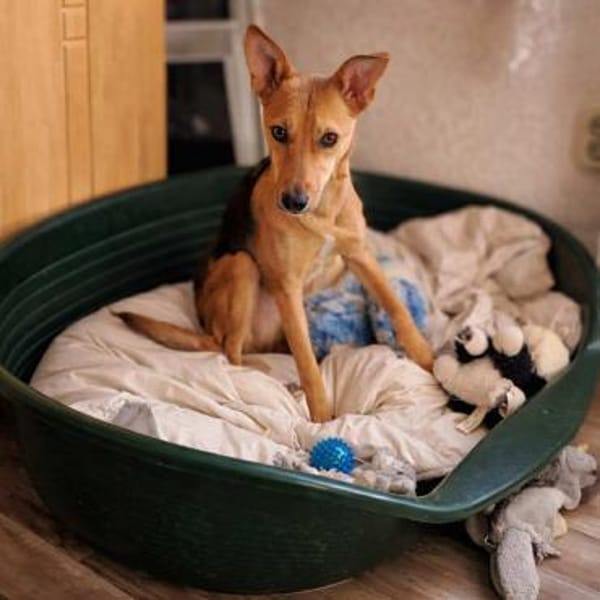 Nelly, sucht ihr Kuschelkörbchen 🍀