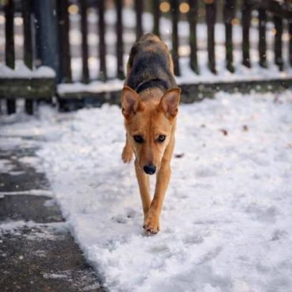 Nelly, sucht ihr Kuschelkörbchen 🍀