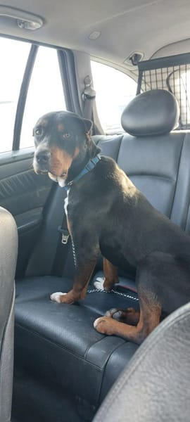 Tobi, kinderlieb und dennoch unentdeckt