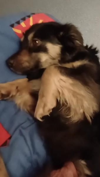 Betty hofft auf liebevolles Zuhause