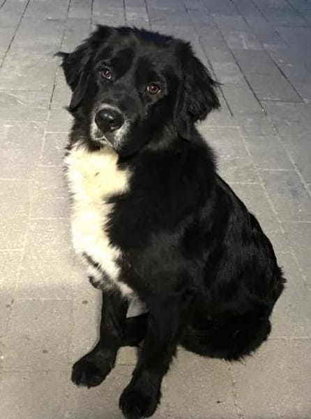 Amy ein richtiger Teddybär