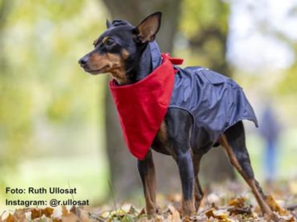 Toby13 sucht ein Zuhause