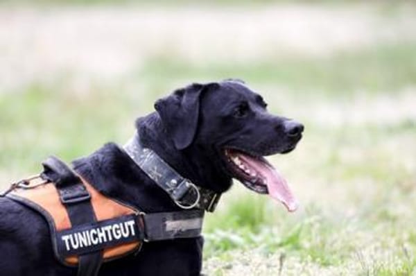 Buddy, su. hundeerfahrene Besitzer