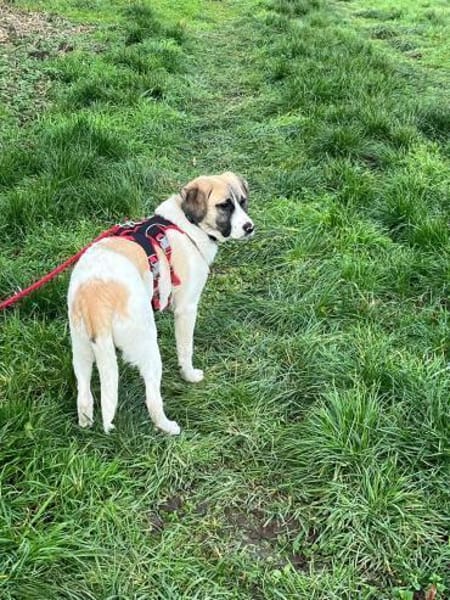 Jolie,  ausgeglichen und freundlich