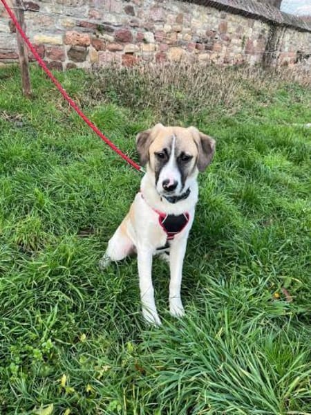 Jolie,  ausgeglichen und freundlich