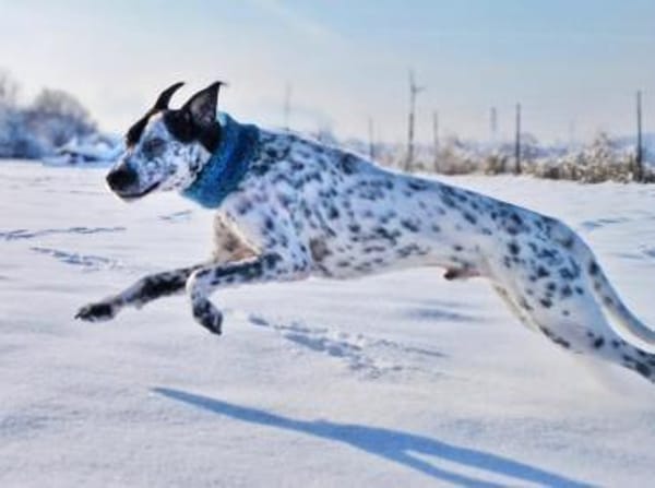 Bronco2 sucht einen Gnadenplatz
