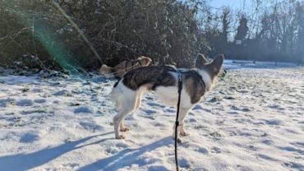 Kuschelige Nusha💜 sucht liebes Heim