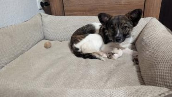 Kuschelige Nusha💜 sucht liebes Heim