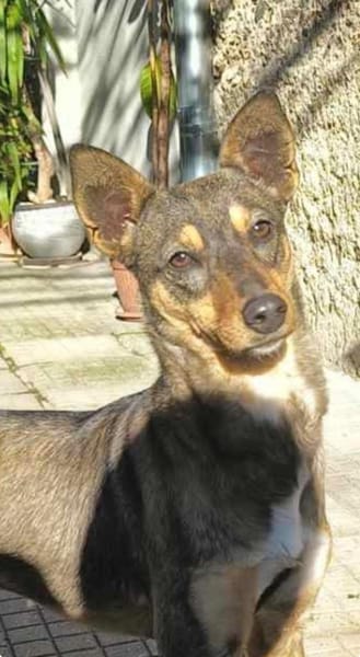 Daniela, verspielt und intelligent