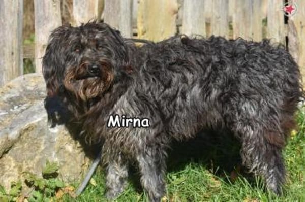 MIRNA