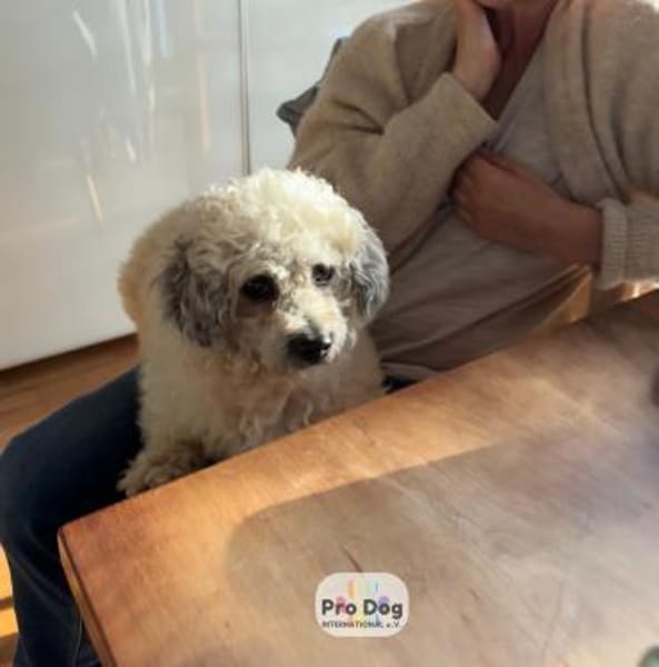 Pepe auf Pflegestelle