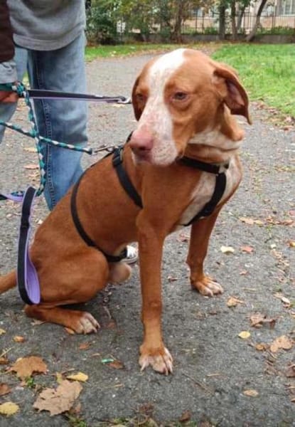 Rado der perfekte, unkomplizierte Rüde