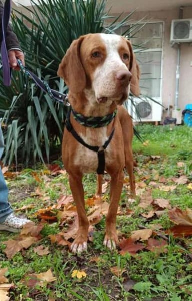 Rado der perfekte, unkomplizierte Rüde