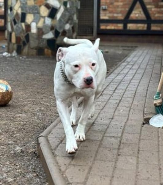 Lotta - eine treue Seele