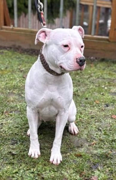 Lotta - eine treue Seele